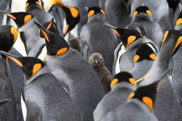 A bunch of penguins pictured, with one different looking penguin looking directly at the camera.